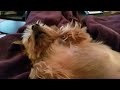 Sleeping Yorkie