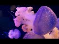 Aquarium 4K VIDEO (ULTRA HD) 🐠 Beautiful Coral Reef Fish - Peaceful Music & Colorful Marine Life #22
