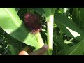 Mga Dapat Ilagay sa Mais, Paano at Kailan || When and What will you Spray to Corn