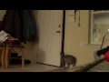 Cat(Oliver) opens door!