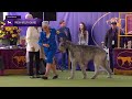 Irish Wolfhounds | Breed Judging 2024