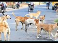 நாய்களுக்கு சாப்பாடு வைபவர்கள் கட்டாயம் பாருங்கள் | food to dogs | namma bhoomi namma samy