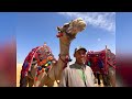 Camel rides with Hamdy in Egypt Giza