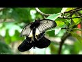 safari animals 8k - Wonderful wildlife movie with soothing music (Colorfully Dynamic)
