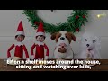 13 Weird Christmas Traditions From Around The World | Christmas Traditions