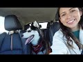 Taking an 11-month old Rescue Husky on His first Fall Hike | Foster Husky Friday