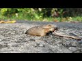 Slug eating worm timelapse