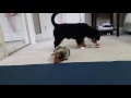 Bernese Missy playing with new toy