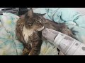 Vacuuming the Maine Coon