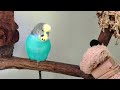 Budgie talking and singing to his flock