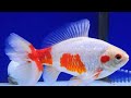 Fancy Goldfish | 20 Types To Know