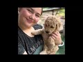 6 week old mini Goldendoodle puppies Bella+Mikey litter| 1 puppy available