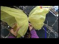 How to Make Giant Butterfly , Giant Organza Butterfly