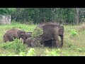 Ep.521 ข่าวแม่พังท้องแก่กับโขลงแม่หูรู#wildlife #ช้างป่า#elephant #nature #news #ช้าง #animals