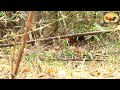 ไก่ป่าในธรรมชาติ ( red junglefowl )...ภาพ,วิดิโอ โดย นพดล แสงเปี่ยม