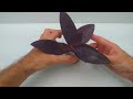 Tradescantia pallida Purple Heart - 2 best ways to propagate