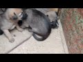 cute puppys #puppy #youtube