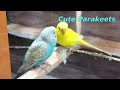 Chirping of Parakeet Budgie Birds 10 Hr , Listen to Nature Bird Songs, Meditation to Reduce Stress