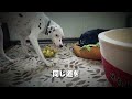 同じ道を【黒ラブ&ダルメシアン】｜The same way【Black lab&Dalmatian】