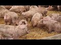 How Iowa Farmers Make $26.4 Billion A Year From 85300 Farms - American Farming Documentary