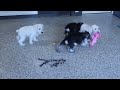 Darling's Miniature Schnauzer Puppies
