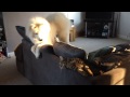 Making Friends 3 🧡 Samoyed & Cat 🧡