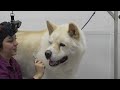 American Akita has a love affair with the blow dryer...again 😭