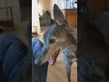 Rowdy the Greyhound's Breakfast Tantrum, Part 4