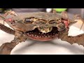 用黏土改造一只“僵尸螃蟹”，用铁链锁在地牢里非常恐怖！滴胶/黏土/螃蟹/模型/手办/手工/DIY
