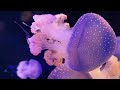 Acuario VIDEO 4K 🐠 Hermosos Peces de Arrecife de Coral - Música Relajante Para Dormir y Meditar