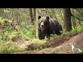 Medvede z Liptova 2 - Medvedí špeciál