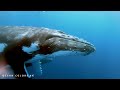 4K Underwater Wonders + Relaxing Music - The Best 4K Sea Animals for Relaxation