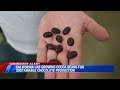 California lab growing cocoa beans for sustainable chocolate production