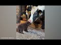 Unlikely Animal Friendships Will Melt Your Heart 🥰 Funny Animals Videos 2024