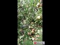 Apple Farming  in Kashmir ॥ Apple Garden in Sonmarg || Heaven on Earth ॥ KASHMIR