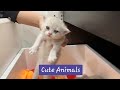 Funny Animals Compilation