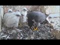 Osaka Peregrine Falcons/2024-04-30/ 1st-3rd feeding