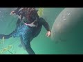 Snorkeling With Manatees - Crystal River, Florida