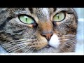 Felis catis watchful kitty eyes