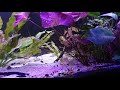 Catfish feeding Platystacus Cotylephorus