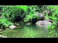 Sounds of Forest, Gentle Birdsong with Bubbling Brook, Relaxing Water Sounds, 10 Hours White Noise