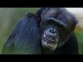 4K African Wildlife: The Great Migratory Journey of Wild Animals | 4K Ultra HD