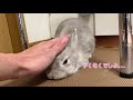 かわいいうさぎさんのために飼い主は嘘をつくことになる...