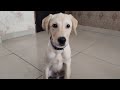 jugnu the cutest mood swings  vlog 3😜💕🐶#jugnul #labrador#dog #doglover #subscribenow#dogmom#funny