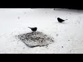 19 minutes of birds in a blizzard