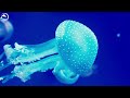 The Most Stunning Aquarium 4K (ULTRA HD) Video🐠 - Coral Reefs and Colorful Sea Life - Relaxing Music