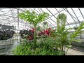 Bloedel Corpse Flower - Leaf Timelapse