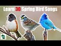 Learn 50 Summer Common Backyard Bird Songs and Calls (Eastern United States)