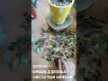 웃자란 오로라페페 강전정 가지치기Show #반려식물 #외목대 #pet plant #伴侶植物