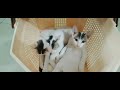 Moonpie,Mousse and Tiramisu grooming #catsgrooming #catvideos #kittens #kittensleeping #cuteanimals